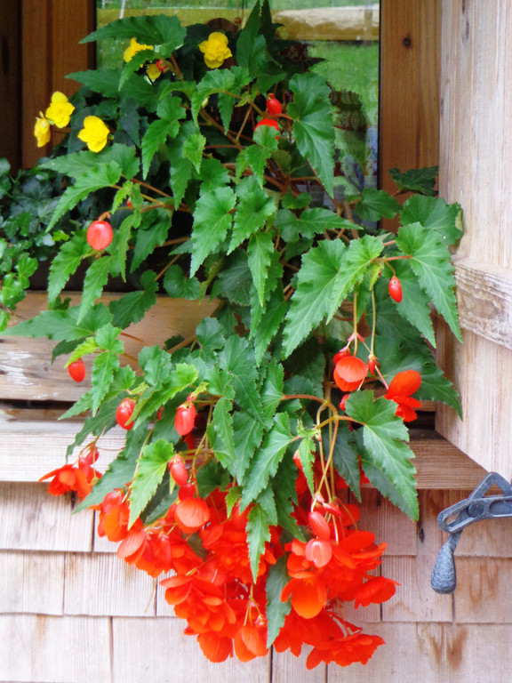 Alpe Buchen 8_7_2012 011_JPG-1342037111