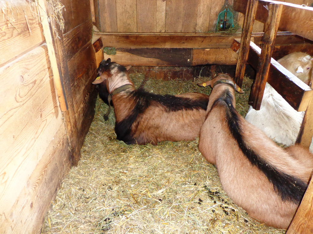 Alpe Buchen 8_7_2012 083_JPG-1342038825