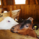 Alpe Buchen 8_7_2012 093_JPG-1342038969