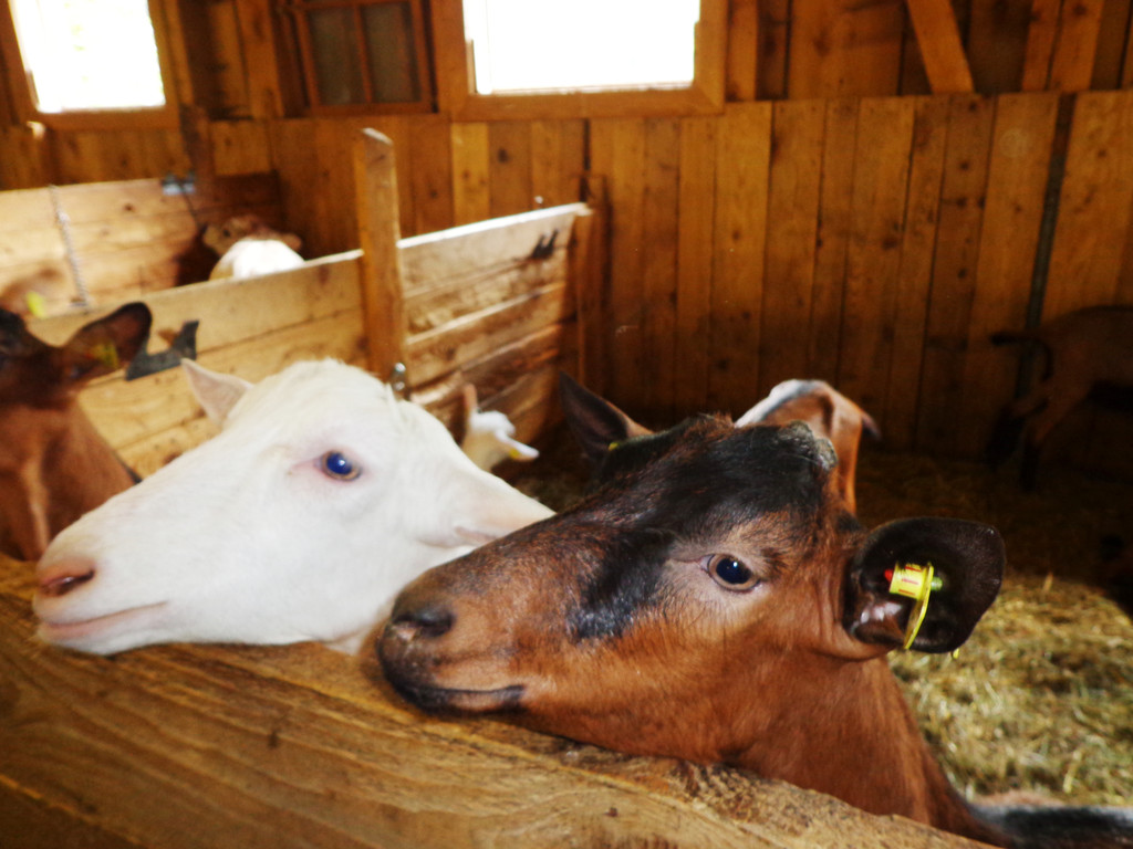 Alpe Buchen 8_7_2012 093_JPG-1342038969