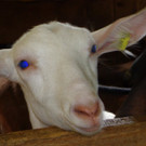 Alpe Buchen 8_7_2012 101_JPG-1342039038