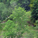 Alpe Buchen 8_7_2012 134_JPG-1342039458