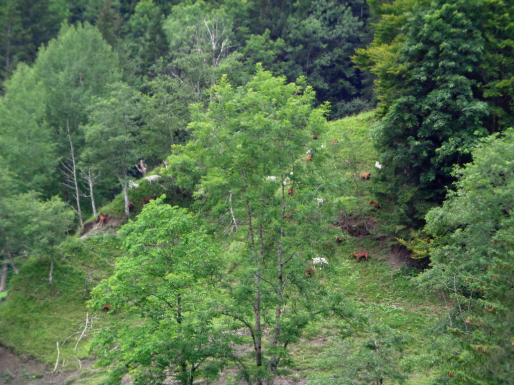 Alpe Buchen 8_7_2012 134_JPG-1342039458