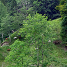 Alpe Buchen 8_7_2012 138_JPG-1342039600