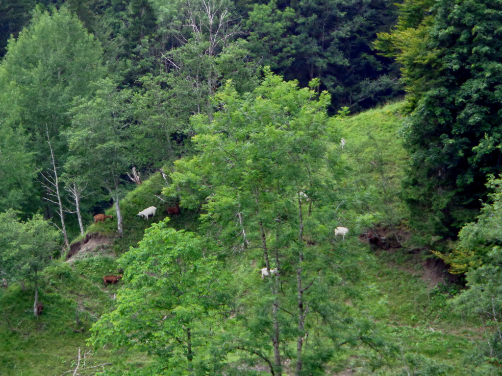 Alpe Buchen 8_7_2012 138_JPG-1342039600