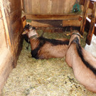 Alpe Buchen 8_7_2012 083.JPG