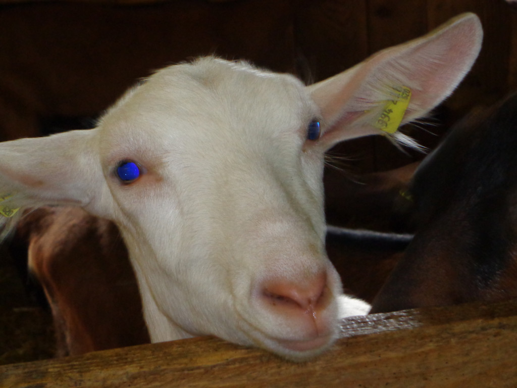 Alpe Buchen 8_7_2012 101.JPG