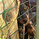 Bilder des Welpen