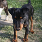 1207 - __TV_Geretteter Welpe_Erzwungene R__ckgabe_4_300dpi.JPG