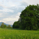 Ansicht 30-05-03-1_JPG-1342108760