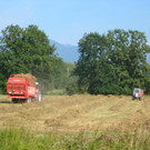 Streuernte 3_JPG-1342108807