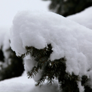 koe-Winter20100128- 13.jpg