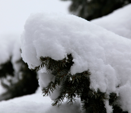 koe-Winter20100128- 13.jpg
