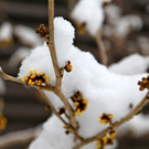 koe-Winter20100128- 16.jpg