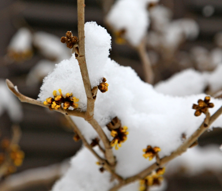 koe-Winter20100128- 16.jpg