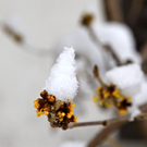 koe-Winter20100128- 17.jpg