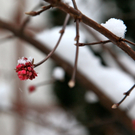 koe-Winter20100128- 18.jpg
