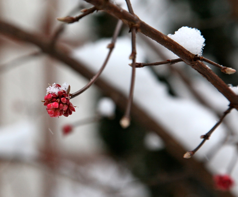 koe-Winter20100128- 18.jpg