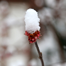 koe-Winter20100128- 19.jpg