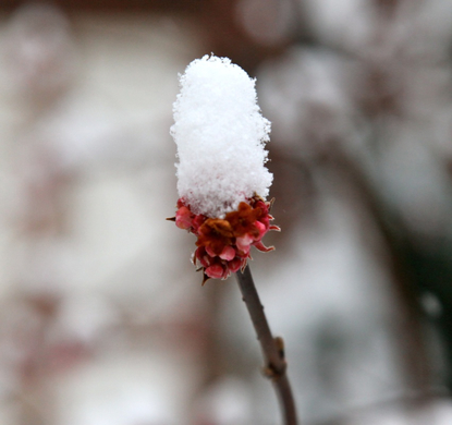 koe-Winter20100128- 19.jpg