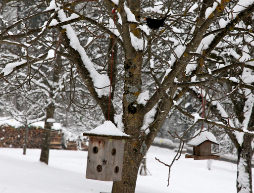 koe-Winter20100128- 31.jpg