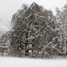 koe-Winter20100128- 32.jpg