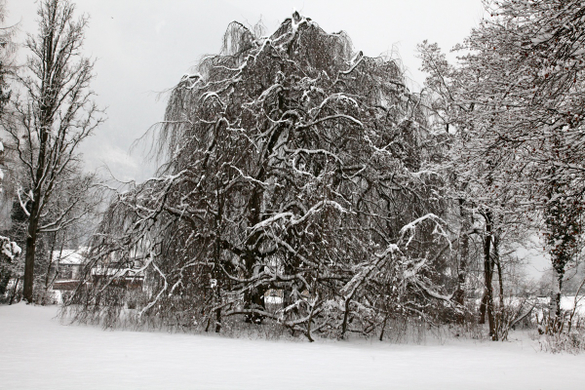 koe-Winter20100128- 32.jpg