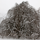 koe-Winter20100128- 33.jpg
