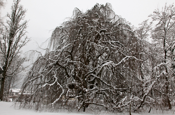 koe-Winter20100128- 33.jpg