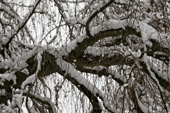koe-Winter20100128- 34.jpg