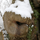 koe-Winter20100128- 35.jpg