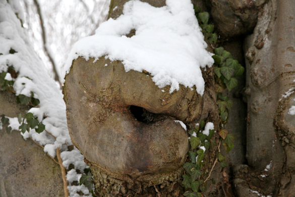 koe-Winter20100128- 35.jpg