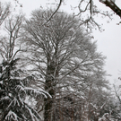 koe-Winter20100128- 36.jpg