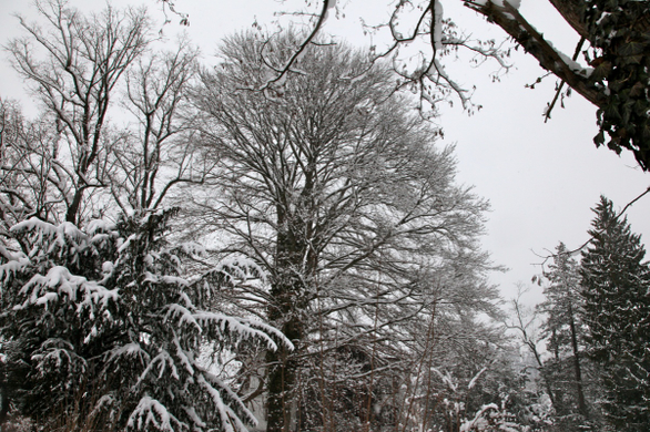 koe-Winter20100128- 36.jpg