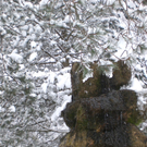 Schnee38.jpg