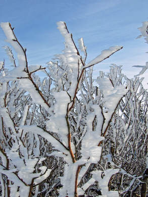 Feldberg-25-02-2009-032.jpg