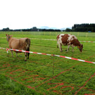 DSC05078_JPG-1342349108