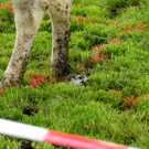 DSC05088_JPG-1342349251
