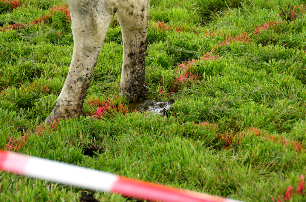 DSC05088_JPG-1342349251