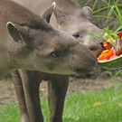 ZooSBG_TapirBibi_Miguel_Hochzeitstorte.jpg