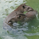 ZooSBG_Tapire_GemeinsamesBad.jpg