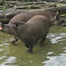 ZooSBG_TapirMiguel_Flehmen.jpg