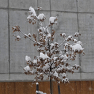 _DSC02690038.JPG