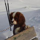 Gipfelhund.JPG