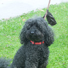 Hund 007.JPG
