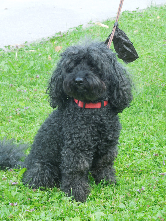Hund 007.JPG