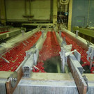 Collini16_jpg-1342520223