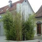 Scherling23_jpg-1342619969