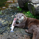 normal_18072012fmt_kindertierpflegerzoosalzburg_mw_03.JPG