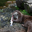 normal_18072012fmt_kindertierpflegerzoosalzburg_mw_04.JPG